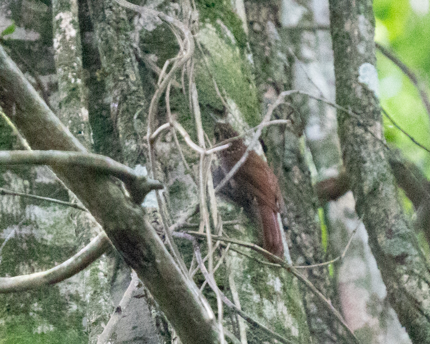 Lesser Woodcreeper (Xiphorhynchus fuscus), photo 9