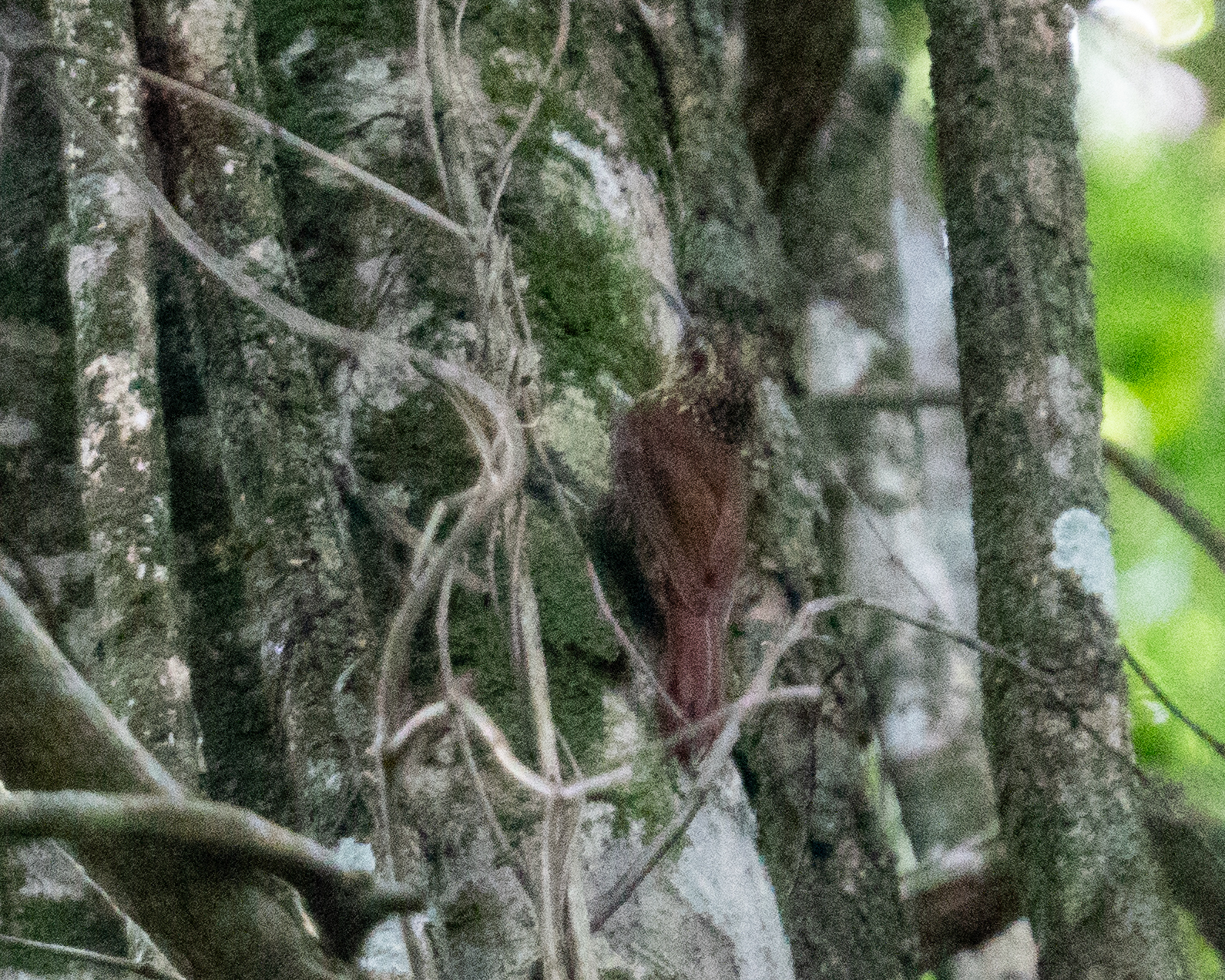 Lesser Woodcreeper (Xiphorhynchus fuscus), photo 8