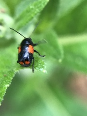 Cryptocephalus quadruplex