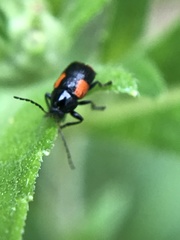 Cryptocephalus quadruplex