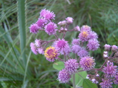 Urolepis hecatantha