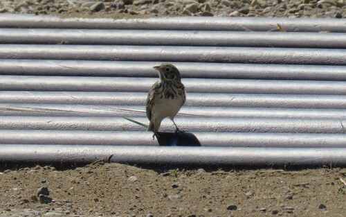 Vesper Sparrow