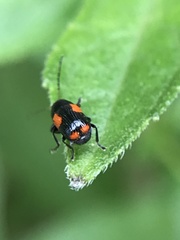 Cryptocephalus quadruplex