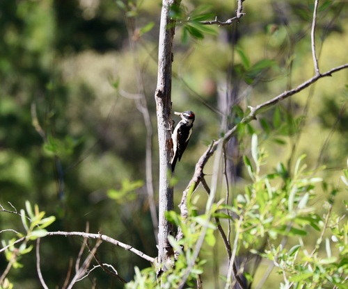 Hairy Woodpecker observed by christybeck