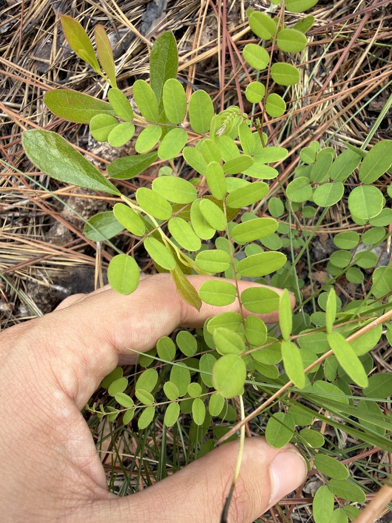Amorpha confusa (Amorpha confusa)