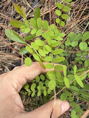 Amorpha confusa (Amorpha confusa)