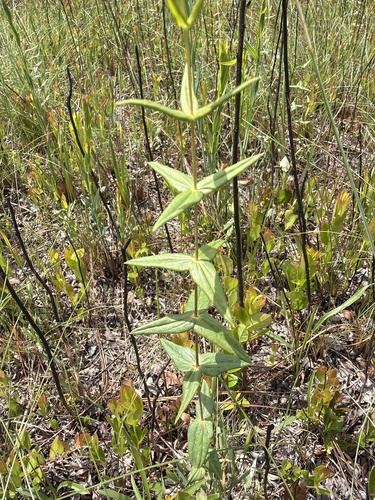 Lysimachia asperulifolia, photograph 6