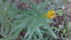 Solidagininae