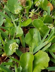 Hydrocotyle umbellata image