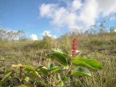 Acalypha communis