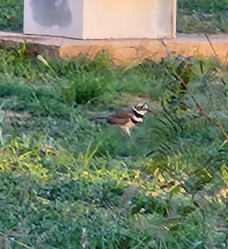 Killdeer observed by jackietl