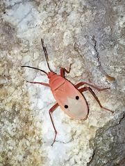Probergrothius nigricornis