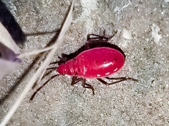 Probergrothius
