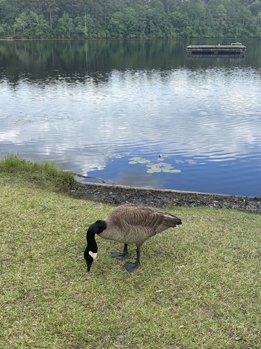 Canada Goose photographed in South Carolina