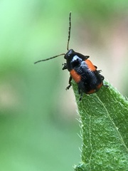 Cryptocephalus quadruplex