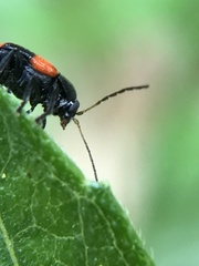 Cryptocephalus quadruplex