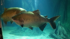 Colossoma macropomum