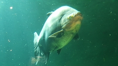 Colossoma macropomum