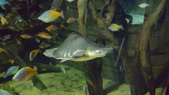 Carettochelys insculpta