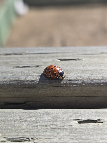 Eye-spotted Lady Beetle
