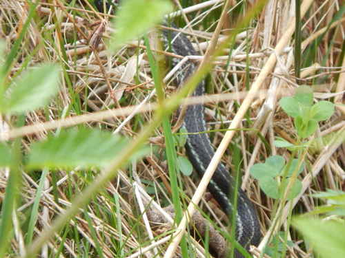 Common Garter Snake observed by sardinemachine