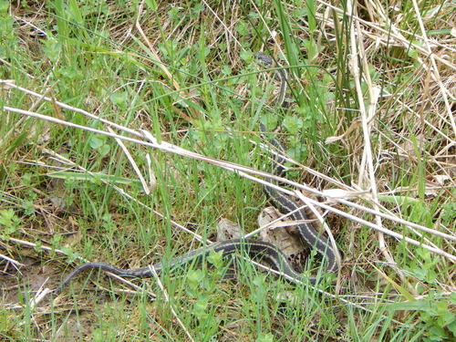 Common Garter Snake observed by sardinemachine