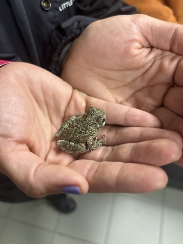 Gray Treefrog observed by grayson_grifhorst