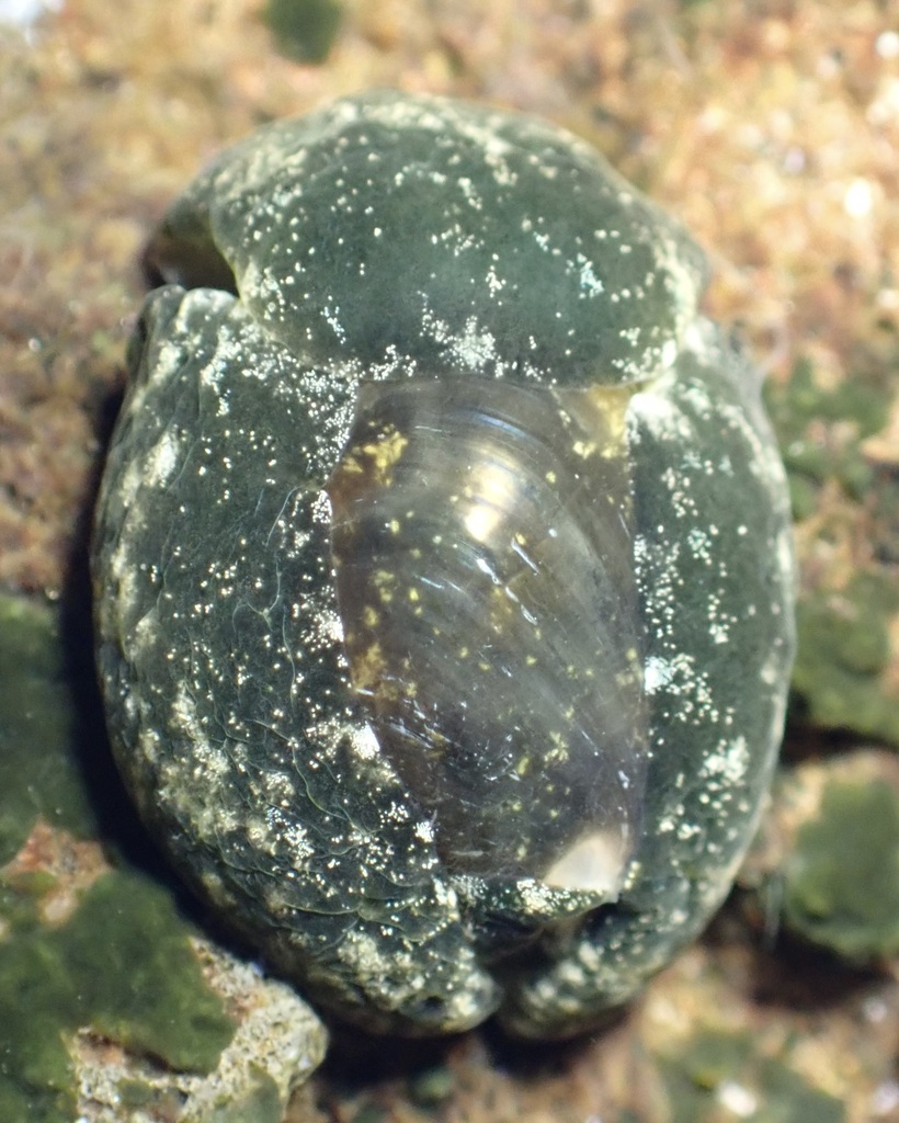 emerald bubble