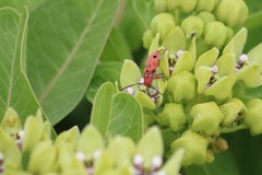 Tetraopes thermophilus