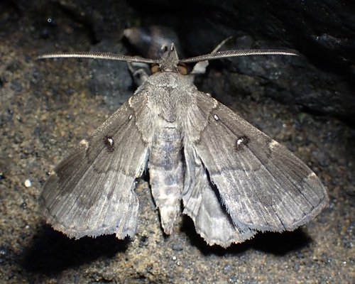 Polypogon, 2026-05-10