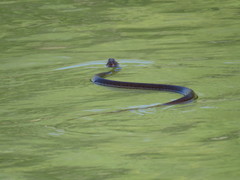 Thamnophis eques obscurus