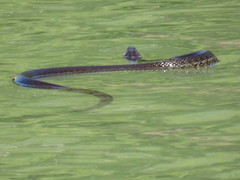 Thamnophis eques obscurus