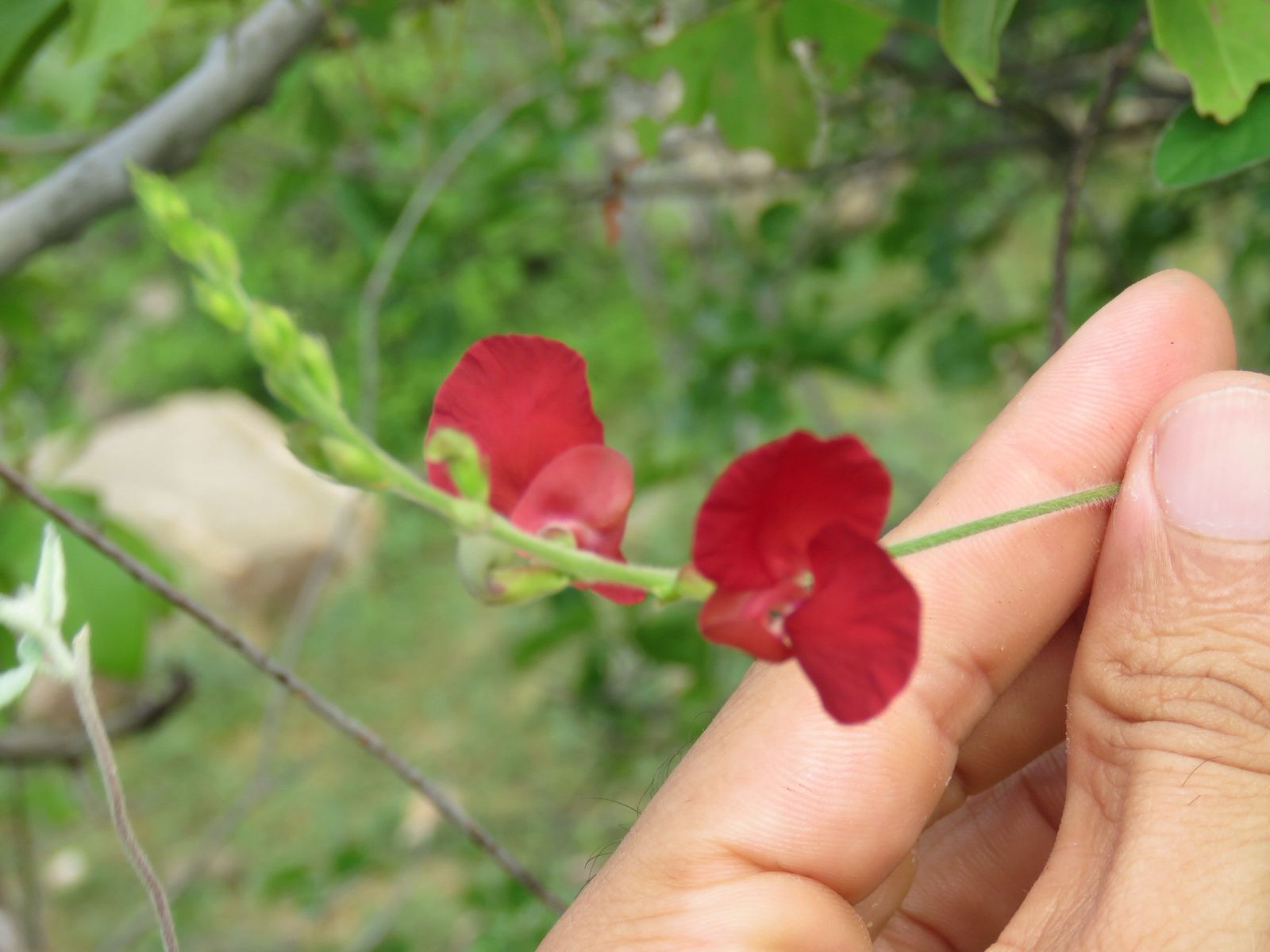Macroptilium gracile