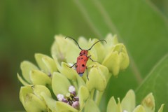 Tetraopes thermophilus