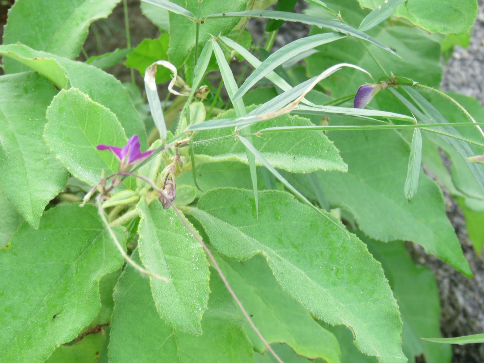 Centrosema pascuorum