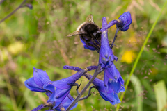 Bombus wurflenii