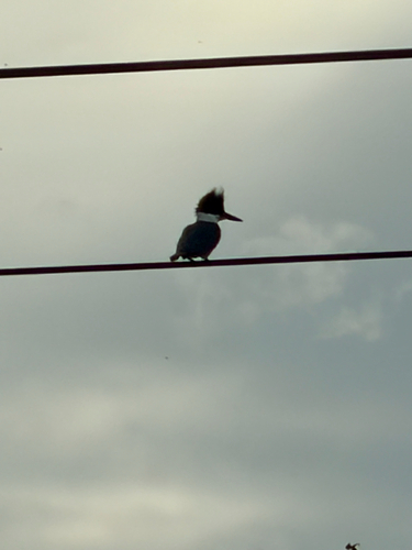 Belted Kingfisher observed by keenad