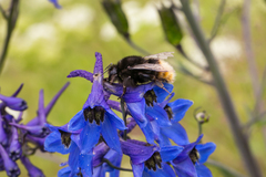 Bombus wurflenii