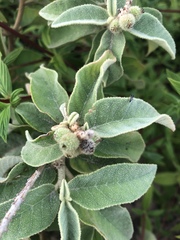 Croton heliotropiifolius