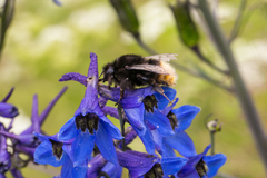 Bombus wurflenii