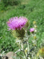 Cirsium rhaphilepis