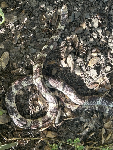 California King Snake observed by jprbelli