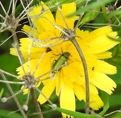 Psilothrix viridicoerulea