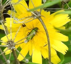 Psilothrix viridicoerulea