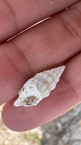 Cerithium eburneum observed 2026-05-13