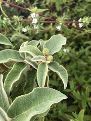 Croton heliotropiifolius