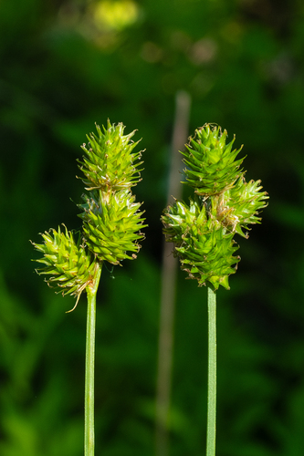 Carex molesta, photograph 6