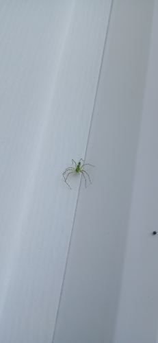 Green Lynx Spider