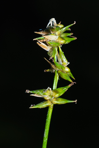 Carex texensis, photograph 1