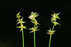 Carex texensis